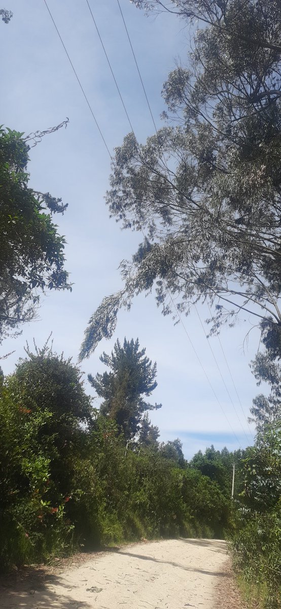 maurbem's tweet photo. @EnelColombia ramas sobre cuerdas de la luz generan chispas y explosiones justo sobre ka vía que comunica a Gachancipa con la mina de Brinsa SA, Vereda Salinas Sesquile. Requiere atencion urgente para evitar incendio. https://t.co/hQHD98g00g