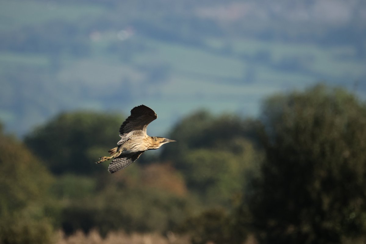 tina_snaps23's tweet photo. Bittern at hamwall today 
#somersetlevels #hamwall https://t.co/Zav5DFb01Y