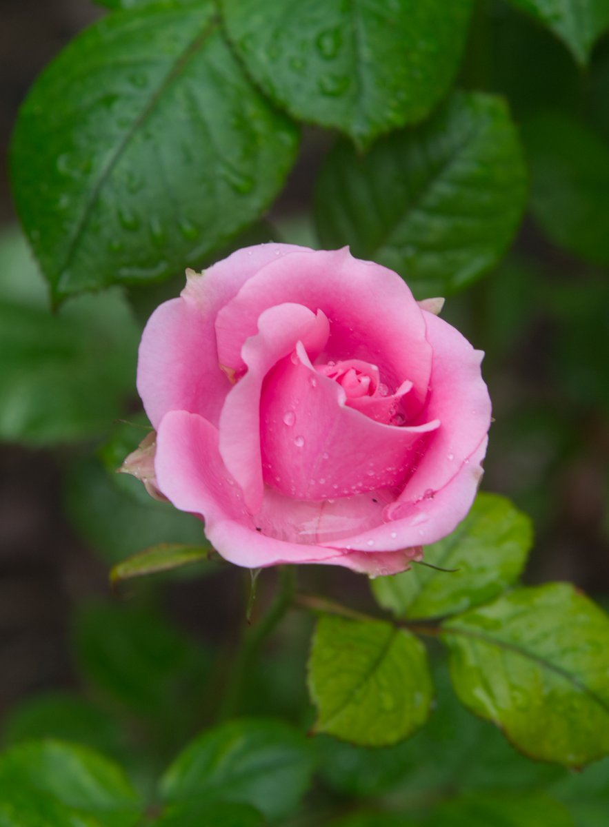 Run_fly_Smile's tweet image. It is in the character of growth that we should learn from both pleasant and unpleasant experiences 😊

Nelson Mandela

#Character #Growth #Experience #Rose #Mandela