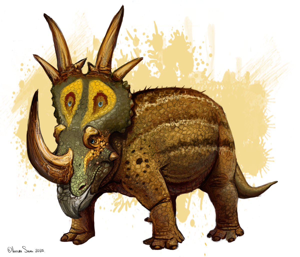 Stellasaurus ancellae