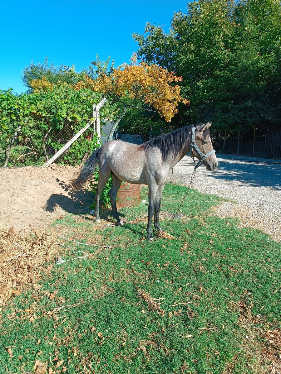 sığırtmaç (@isennbuga_) on Twitter photo 