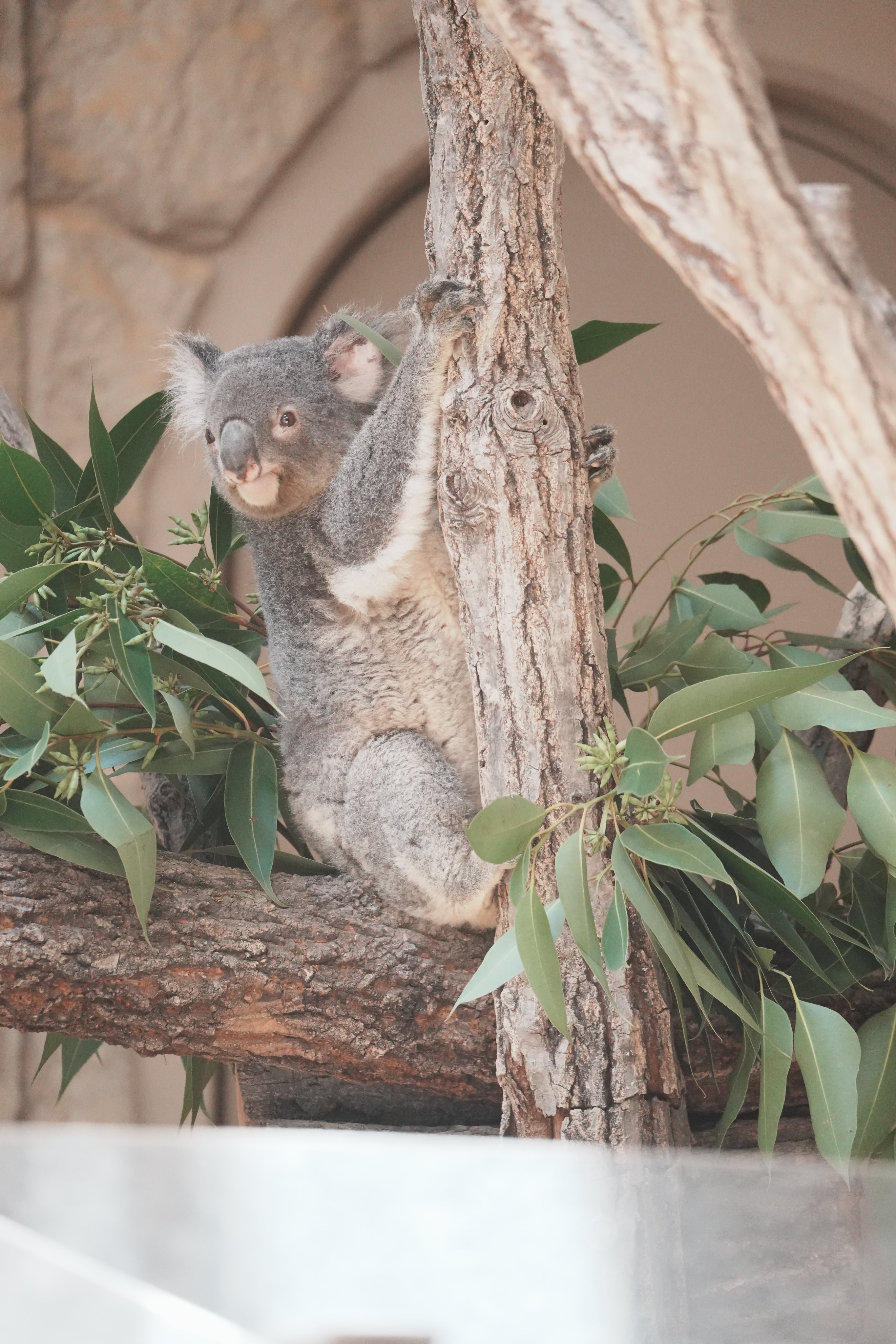 コアラ ヨイ🐨 on X: 