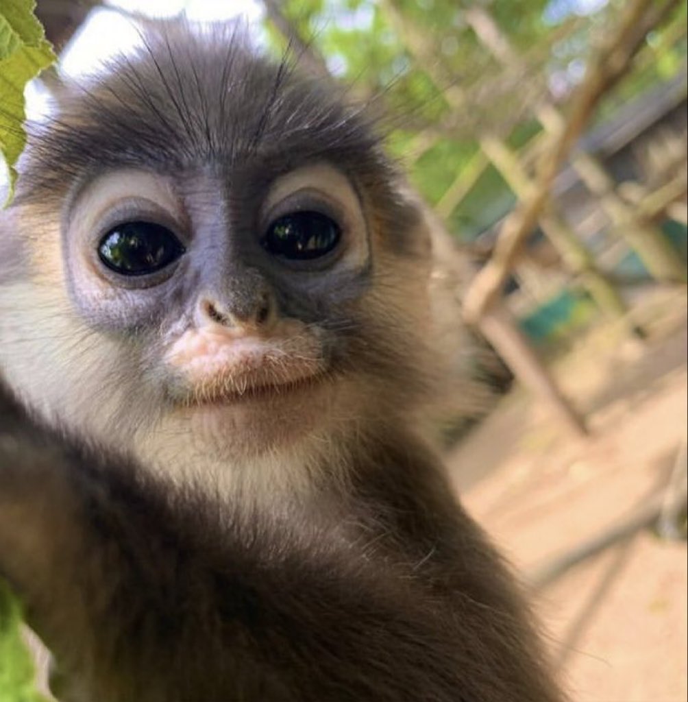 siIIymonkey's tweet photo. https://t.co/TpQ371xDAX