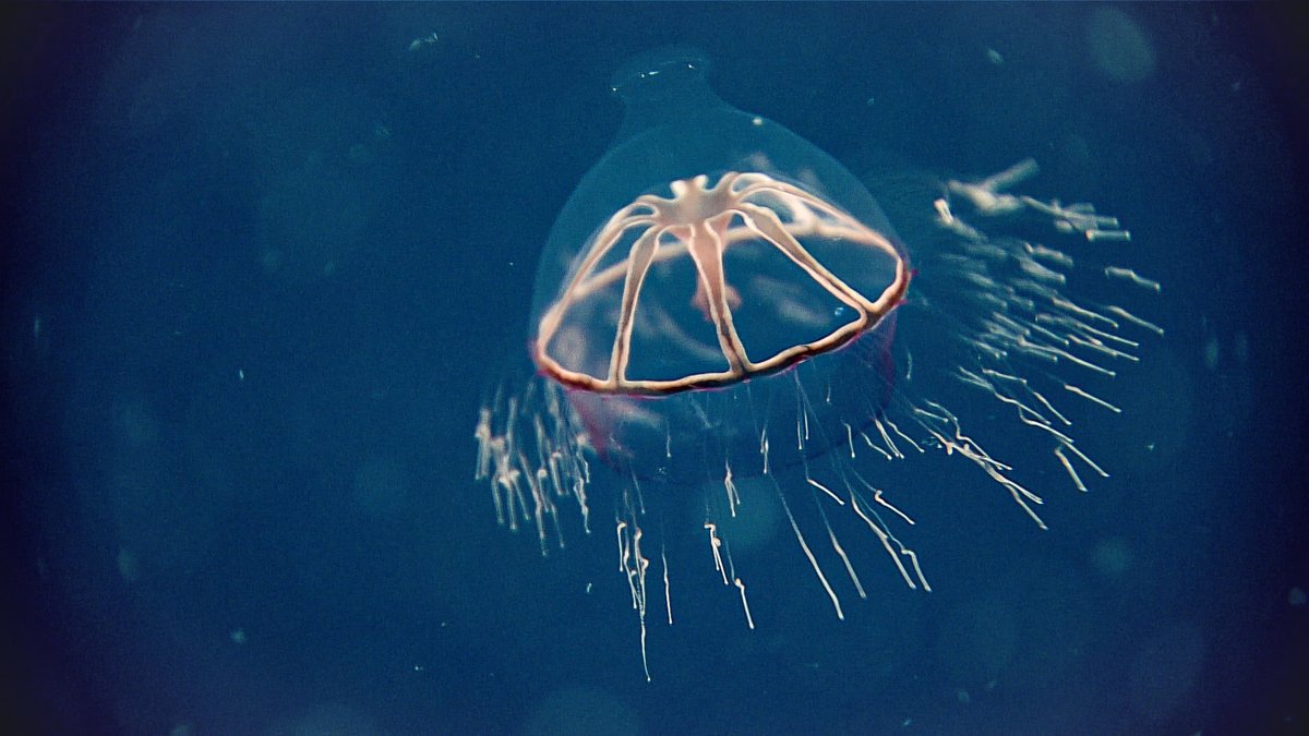 New research: Scientists have found that a deep-sea jellyfish collected near Florida by a team aboard NOAA Ship Okeanos Explorer belongs to a subspecies once thought to live only in waters around the arctic! Read the full story here: oceanexplorer.noaa.gov/news/jellyfish…