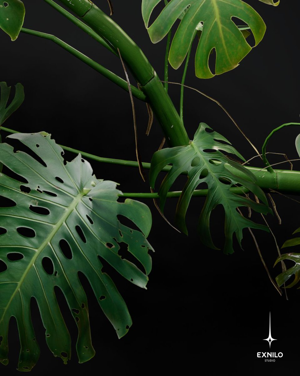 ExniloStudio's tweet image. Check out this new render 👀
🌱Plants grow differently in microgravity.
Instead of growing “up” toward the sun and “down” into the soil, plants rely more on light cues (phototropism) because gravity isn’t there to guide their roots and stems.
#funfact #spaceisweird #plants