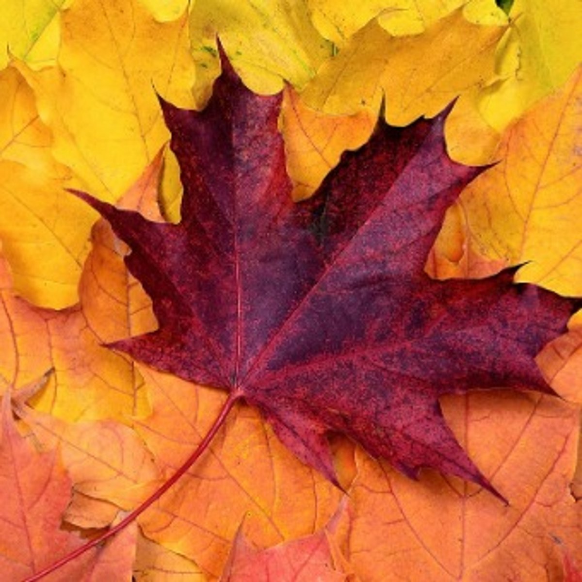 EstherFishmanMS's tweet image. Happy first day of fall! What are you most excited for this season?