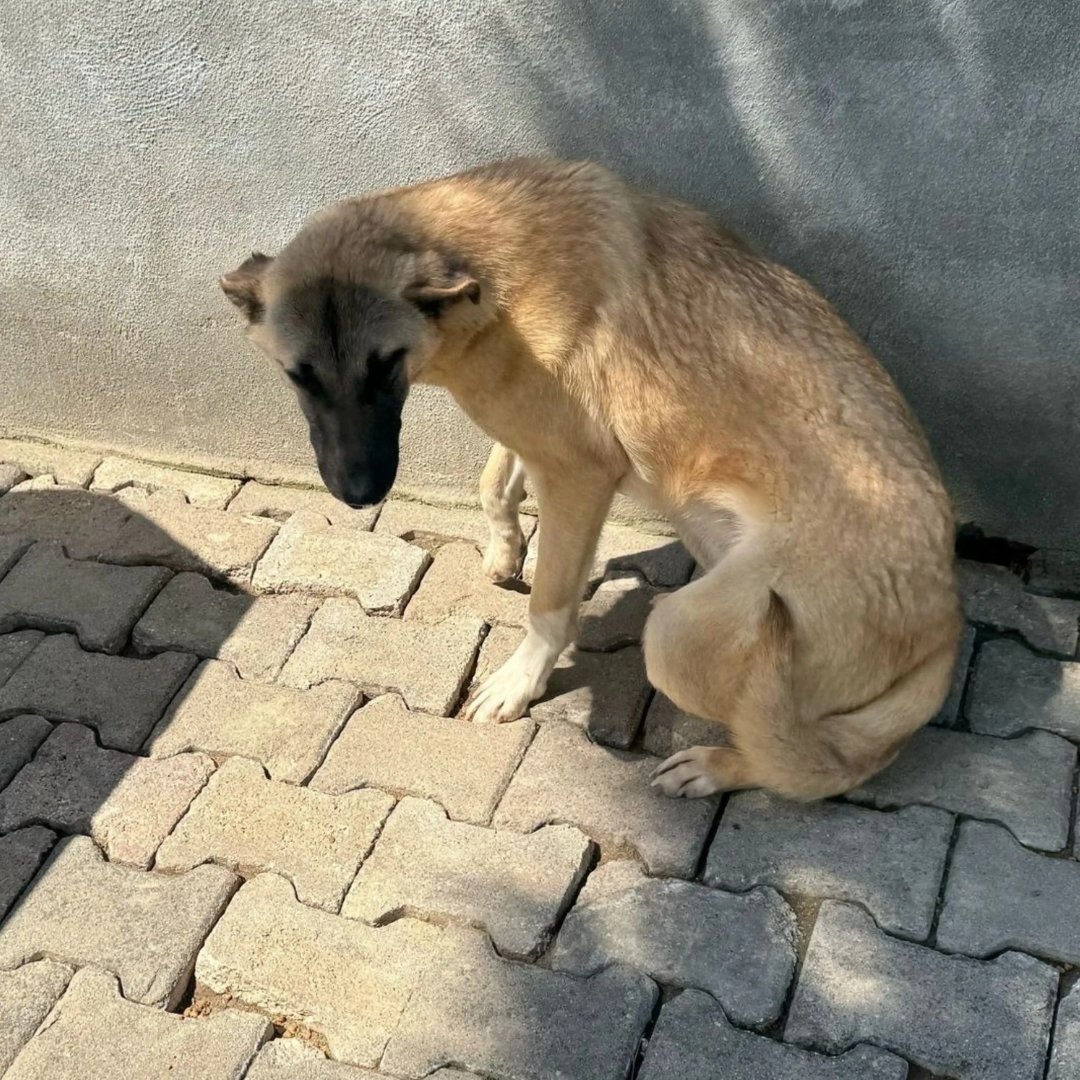 Dog Desk Animal Action tweet media