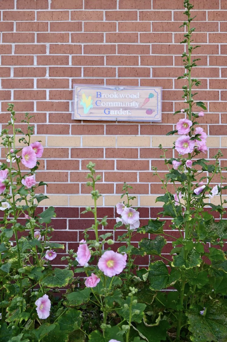 BMS Garden Club is underway! Want to join, contact: maryellen.kanthack@gcj2.k12.wi
Meets Weds thru 10/15-2:50-3:30 Grades 4-8 in room 201. We appreciate all the hard work local community members have volunteered to do all summer so we can enjoy&amp;share produce from our garden.