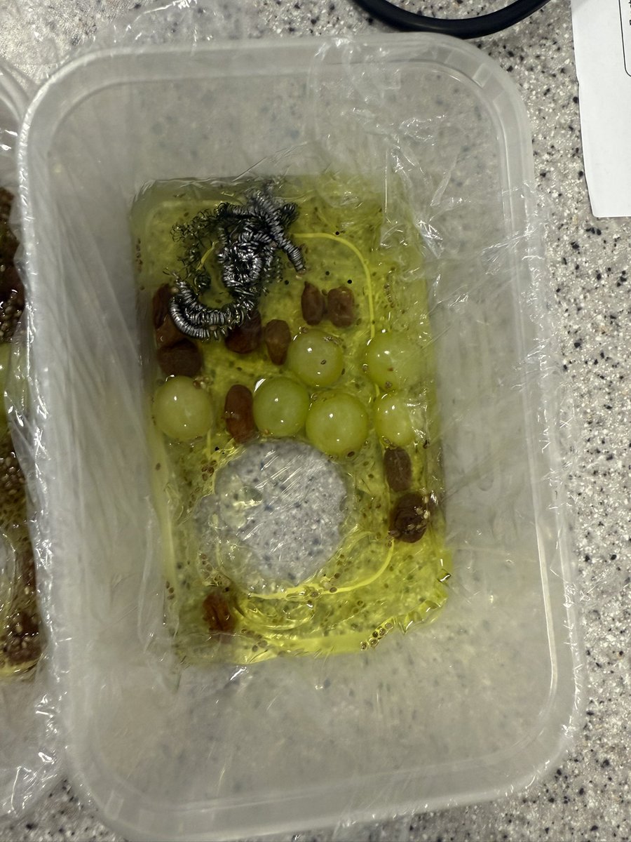 SASB_SCIENCE's tweet image. Some fun experiments so far this term in biology