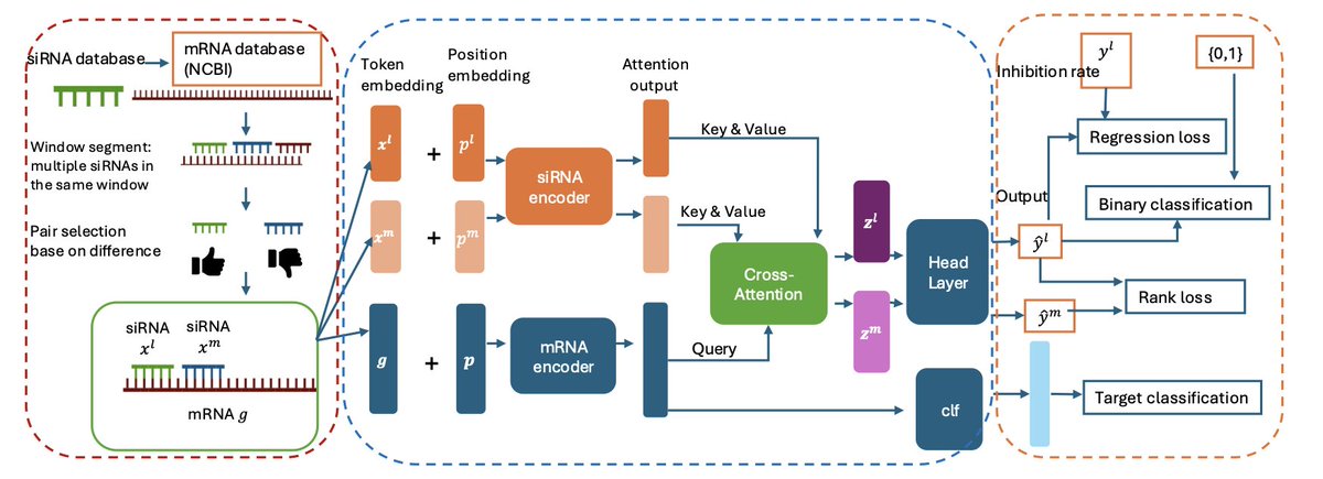 BiologyAIDaily's tweet image. SIDPT: siRNA Efficacy Prediction via Debiased Preference-Pair Transformer

1. A novel study proposes a novel framework named siDPT for predicting siRNA efficacy. This method leverages a debiased preference-pair transformer to enhance the prediction of siRNA inhibition rates,…
