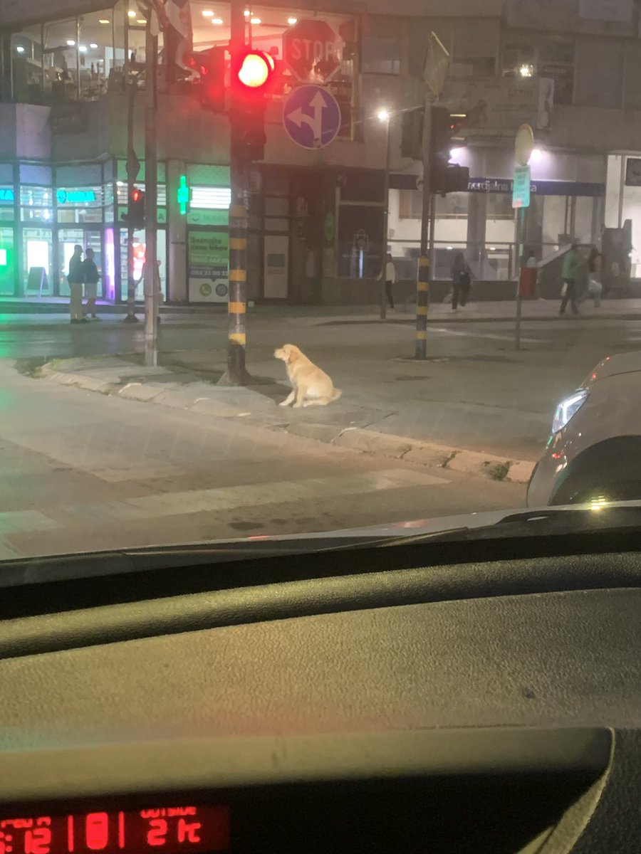 ZekiPejic's tweet photo. Siguran sam da psi znaju da razmišljaju kao ljudi da nikoga gladnog ne bi ostavili.
Ni na ulici.

Ceka na pesackom da predje.❤️ https://t.co/eGqJld4bJU