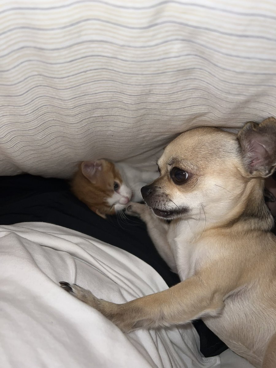 ThatSadBrit's tweet image. Beans had his first jab today:)