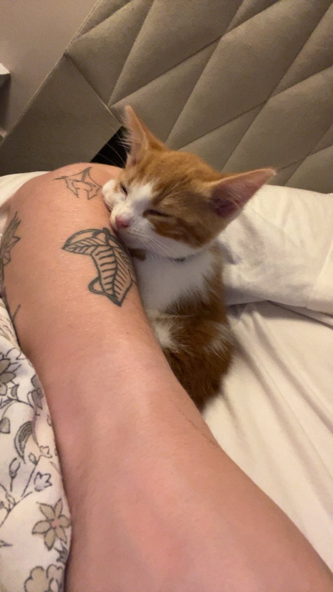 ThatSadBrit's tweet image. Beans had his first jab today:)