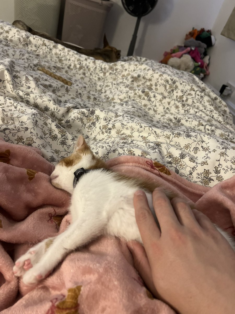 ThatSadBrit's tweet image. Beans had his first jab today:)