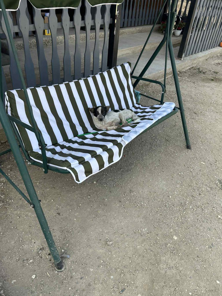 Paws2RescueUK tweet media