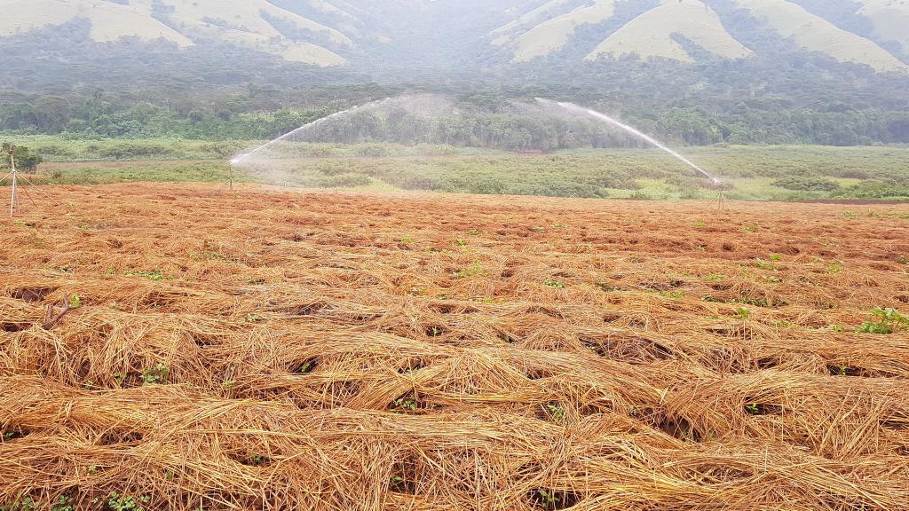 FARMING LESSON!

IRRIGATION:
Irrigation is the process of watering crops, pasture &amp; plants by supplying water through pipes, sprinklers, pumps, etc, especially in areas where rainfall is irregular.

In this THREAD, we are going to talk about IRRIGATION in details.

Thread: 1/16.