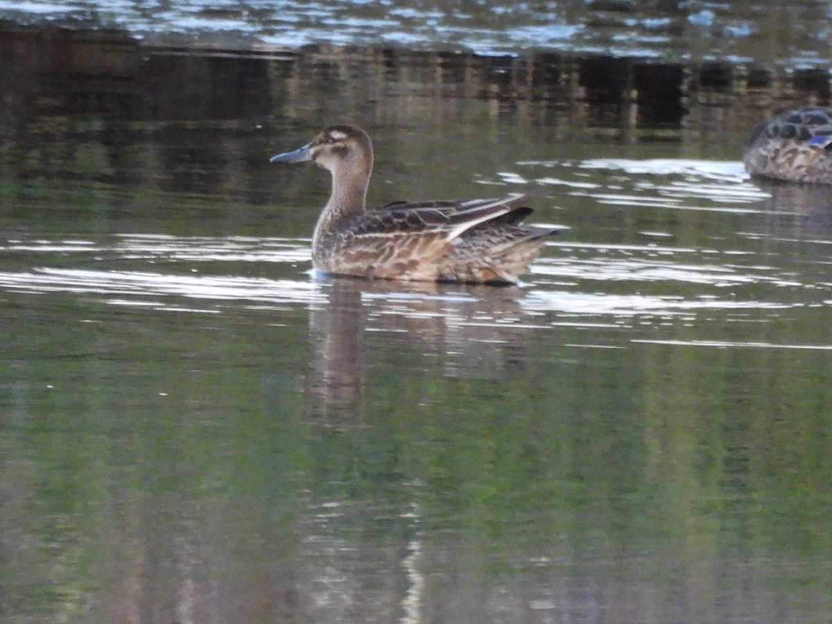 TimNobby's tweet image. Female type Garganey for 2nd night on Patch at Black Hole marsh, Seaton Wetlands. Found yesterday by Phil A.