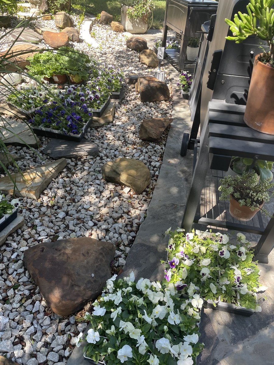 s_rewritten's tweet image. Got some pansies and kale to get in the ground tomorrow. And picked up a few pumpkins. Homecoming this weekend so going with school colors to start with…
#FallEquinox #FallFeeling