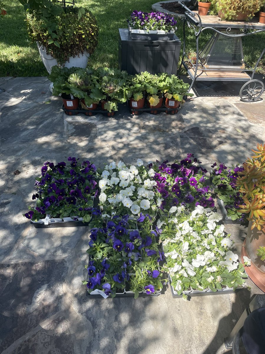 s_rewritten's tweet image. Got some pansies and kale to get in the ground tomorrow. And picked up a few pumpkins. Homecoming this weekend so going with school colors to start with…
#FallEquinox #FallFeeling