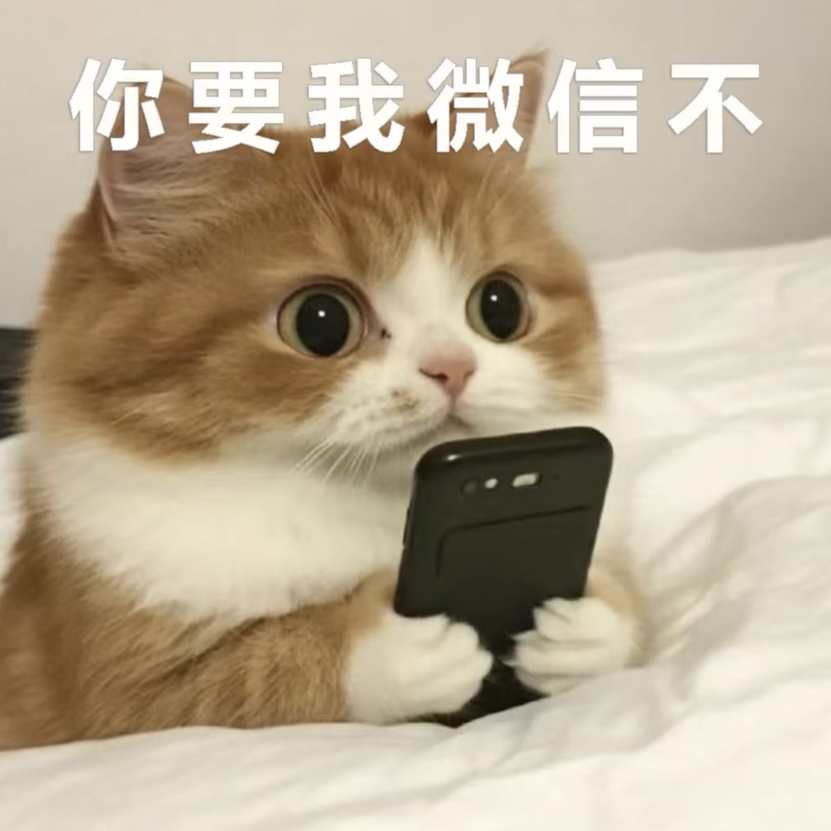 010superbabe's tweet photo. 每个号都能被我玩到看不到黄…………
看见黄推我赶紧关注 别不给我推荐啊🙂‍↔️ https://t.co/28RWG8UcfQ