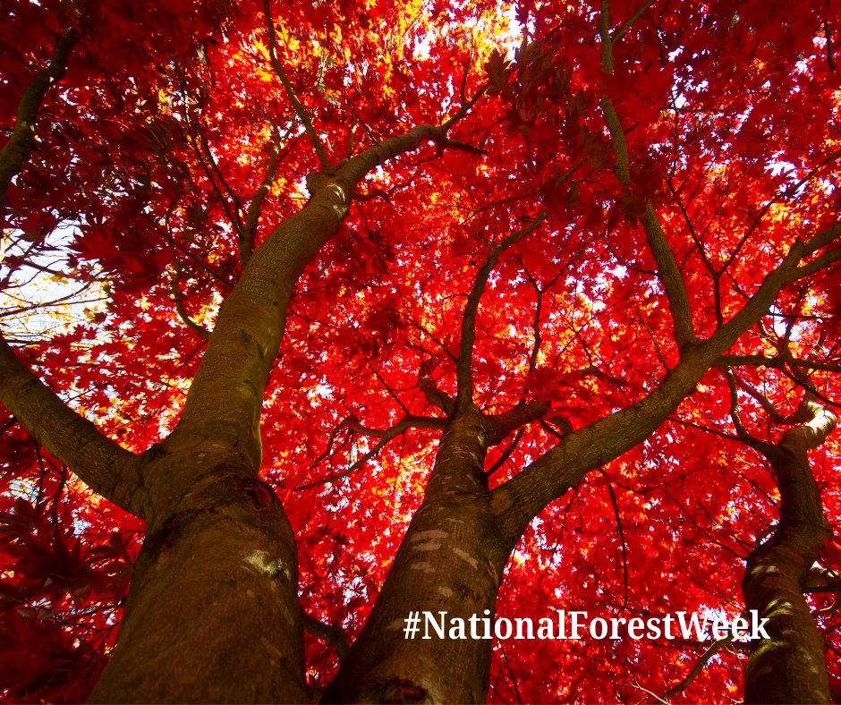 Each year, #NationalForestWeek is celebrated across Canada 🌳🍁🌲 We invite everyone to learn more about Canada’s forest heritage and to help raise awareness about this valuable resource. Forests are fundamental to the culture, traditions, and history of us all.
#NFW #Indigenous