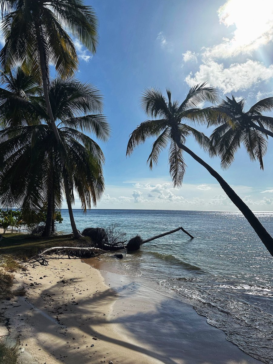 🇹🇹😎 #islandlife
