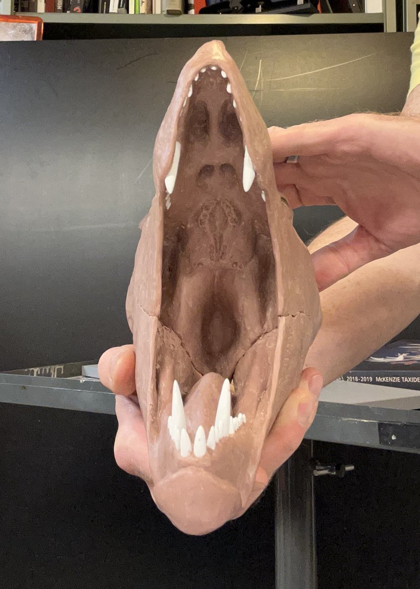 TylerKeillor's tweet image. Did anyone see my new Cyonosaurus #paleoart in the wild at #riotfest over the weekend? Check out some threads about how I made the model for Arjan Mann from @FieldMuseum over at my blue sky