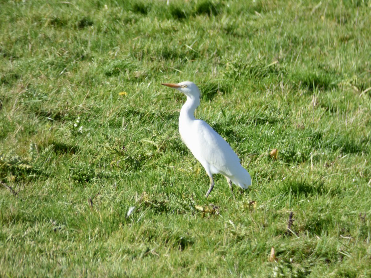 Pensthorpe tweet media