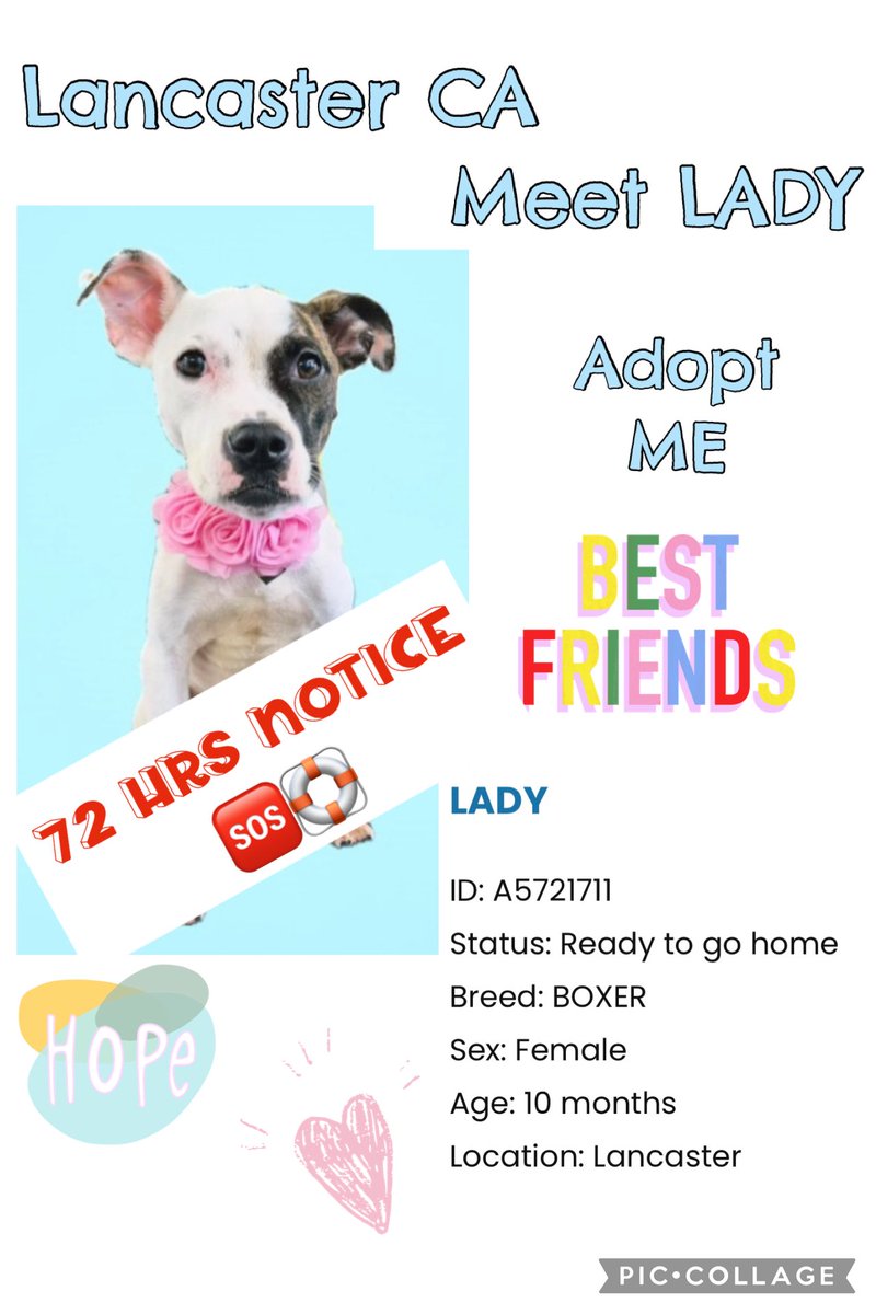 SarahjaneGille1's tweet image. 🙏We have ‼️URGENCY for LADY she was listed earlier @AnimaLancaster #PUPPY #A5721711 10m F #BOXER @mapleveewesem @Boxers_Buddies @BoxerRescueLA @norcalboxerresq #rrboxerrescue #laboxerrescue #westcoastboxerrescue #REPOST #ADOPT #SAVE ‼️🙏🚨🆘