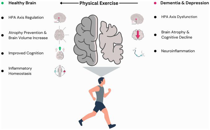 🧠Mecanismos compartidos entre la demencia y la depresión: el papel modulador del ejercicio físico 🏋🏊🏻‍♂️

La 🟣#depresión tiene una alta incidencia en los adultos mayores, se considera un factor de riesgo para el desarrollo de la 🟡 #demencia. 

🟣🟡La demencia y la depresión