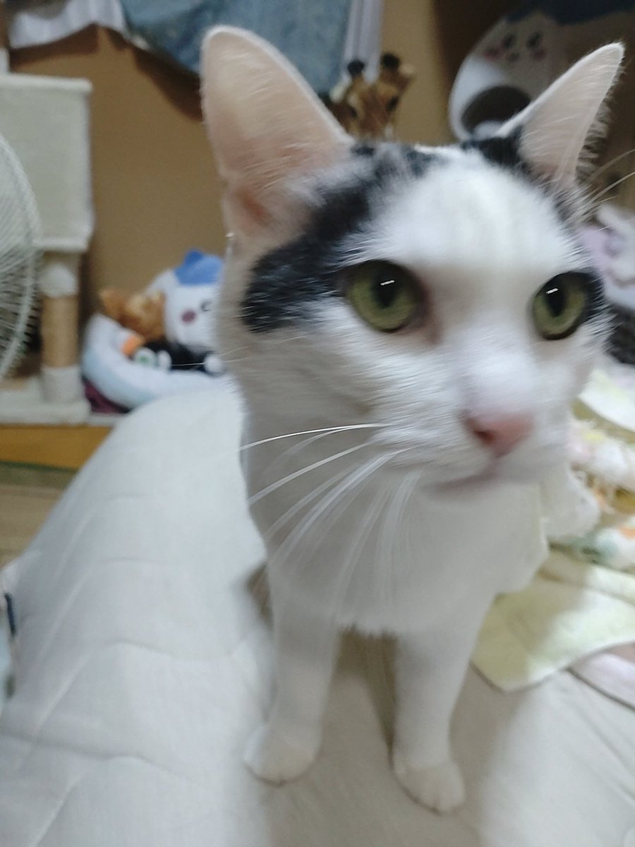 もなかと
お布団で寝て起きたよ😽