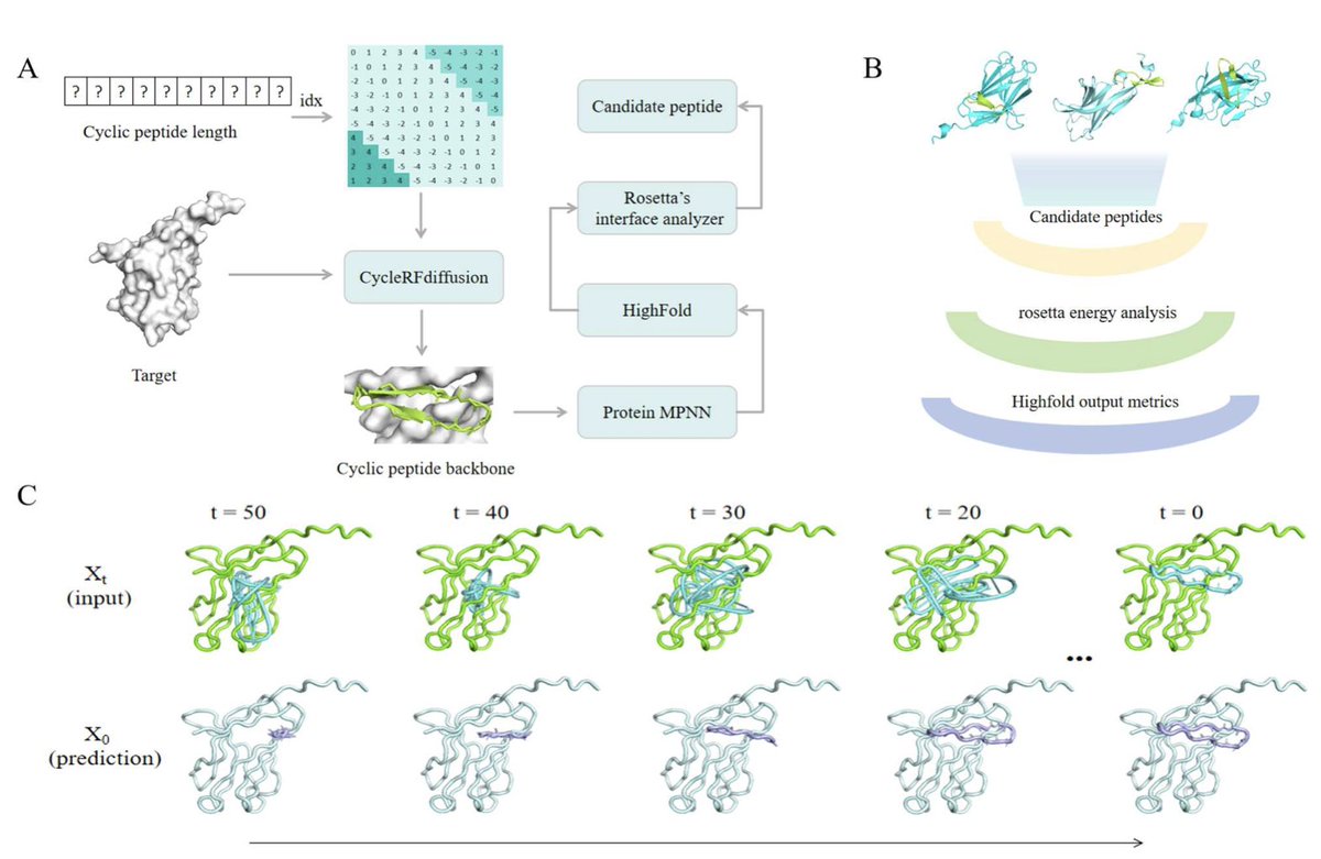 BiologyAIDaily's tweet image. AI-Guided Design of Cyclic Peptide Binders Targeting TREM2 Using CycleRFdiffusion and Experimental Validation

1. A novel study presents an AI-driven pipeline for designing cyclic peptide binders targeting TREM2, a key receptor in neurodegenerative diseases like Alzheimer's. The…