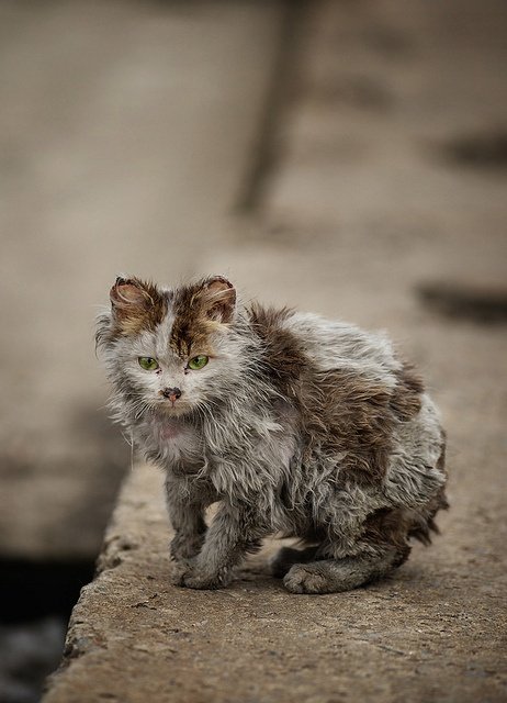 الشارع ليس ملجأ لترمي فيه قطك الاليف ..يجب ان تعلم ان قلة من القطط المنزلية تنجوا في الشارع ..