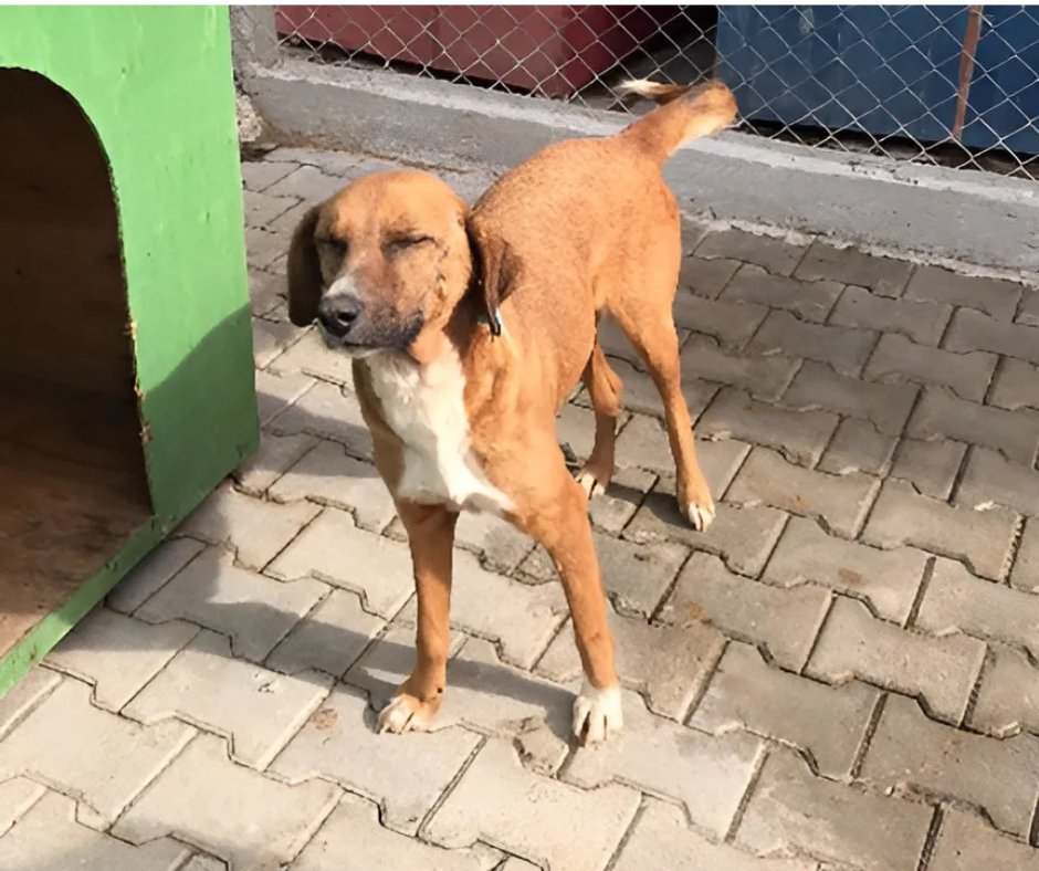 DogDeskAction's tweet photo. ๐พ A dogโs loyalty is unwavering.
Be the kind of human they believe you are. ๐ถ๐
#Loyalty #DogsTeachUs #LifeLessons https://t.co/ALo5Fu22XV