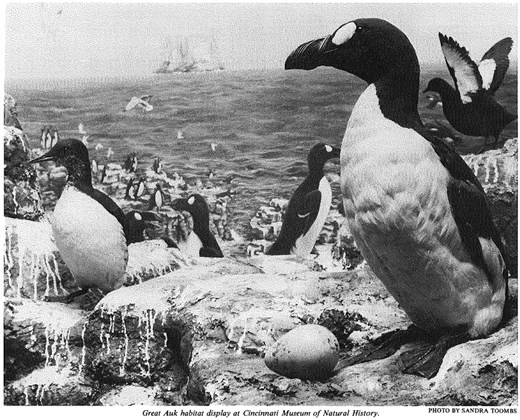 In 2017, we discovered the whereabouts of the last known male #greatauk 👉 tinyurl.com/3nc8s74x

Now we’ve confirmed where the last female resides…
Spoiler: she’s at <a href="/CincyMuseum/">CincyMuseum</a>!

Read the full story here👉 academic.oup.com/zoolinnean/art…

<a href="/ZoolJLinnSoc/">Zoological Journal of the Linnean Society</a>
#ancientDNA #museummystery