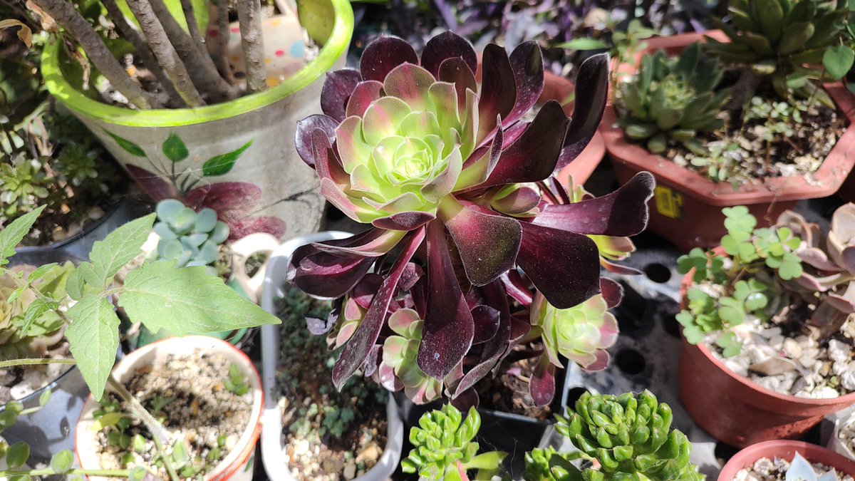 Aeoniums Kilimanjaro