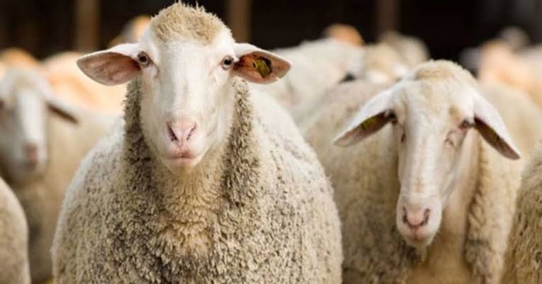 Recep 👉(her rt-fav onay değildir) (@emeklibiriyim) on Twitter photo 