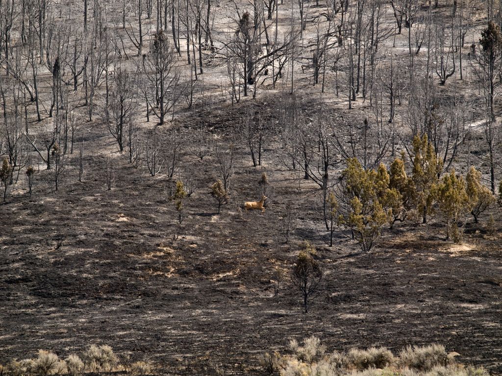 🔥 Human-caused wildfires don’t just threaten people—they endanger the animals, watersheds, and recreation areas we all depend on.

When we use our #FireSense, we protect both our homes and theirs. Let’s each do our part to prevent wildfires.

#WildfirePrevention #UtahFire