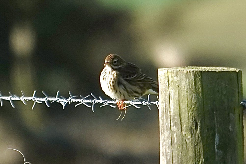 BramberBirder's tweet photo. Steyning Round Hill: 500+ Mipits, 50+ Chiffs, 12+ Stonechat, 6 Wheatear, Hobby, 6 Skylark, 2 Blackcap, 1 WW, 150+ Swallow, c25 HM. Chiffs, Mipits & Wheatear moving through fast in strong NW breeze. Checkout those Mipit long hind claws #AutumnMigration https://t.co/Q1hg0H6kDl