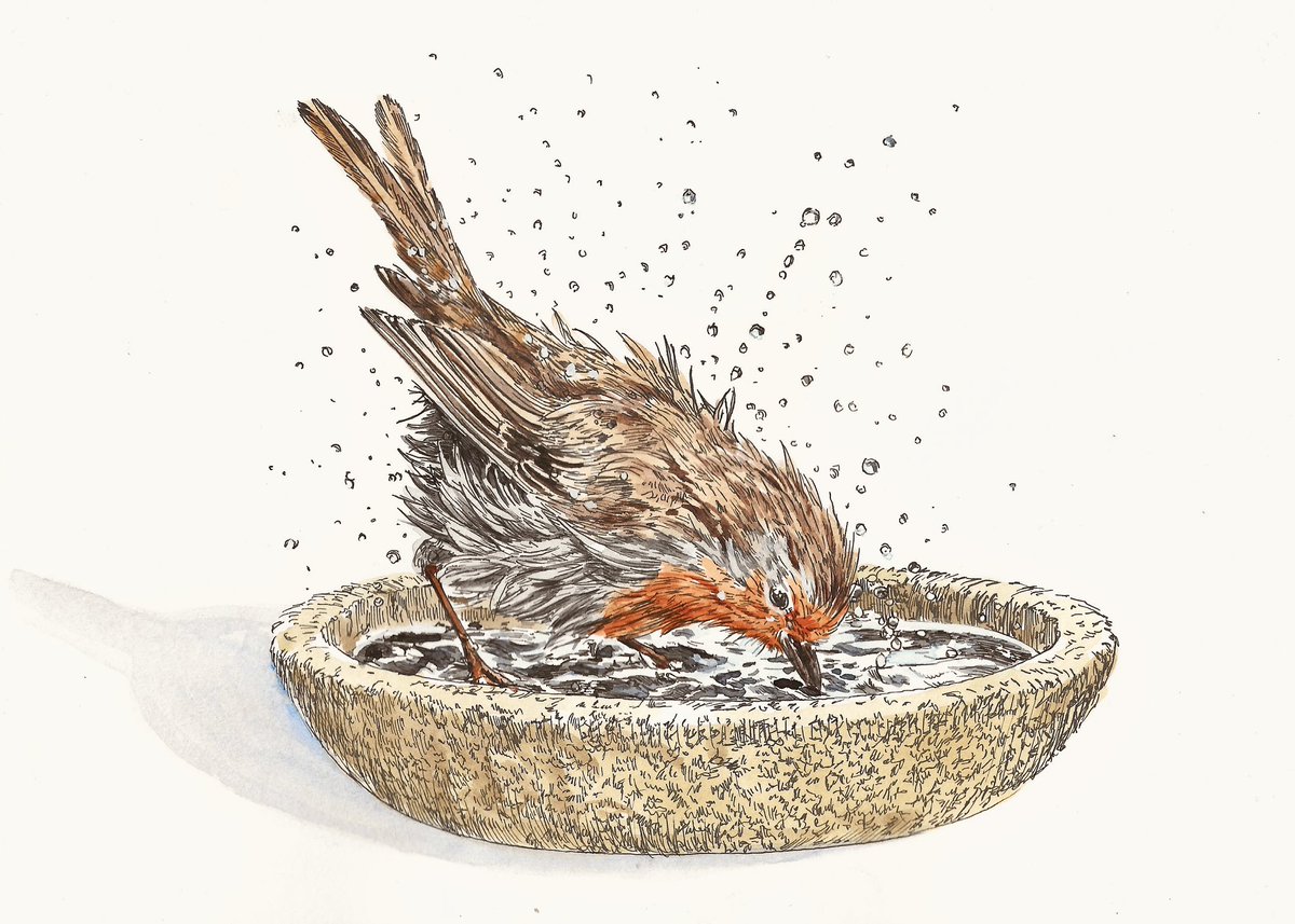 AtelierGeeraets's tweet image. Goedenavond. Ik heb me heel even afgezonderd en een aantal werken gemaakt en voltooid. Morgen ga ik verder. Het is al laat. Hier is er vast eentje. Een roodborst

‘Bassin’
21 x 29,7 cm 
Inkt en aquarel op papier 

Delen is lief.