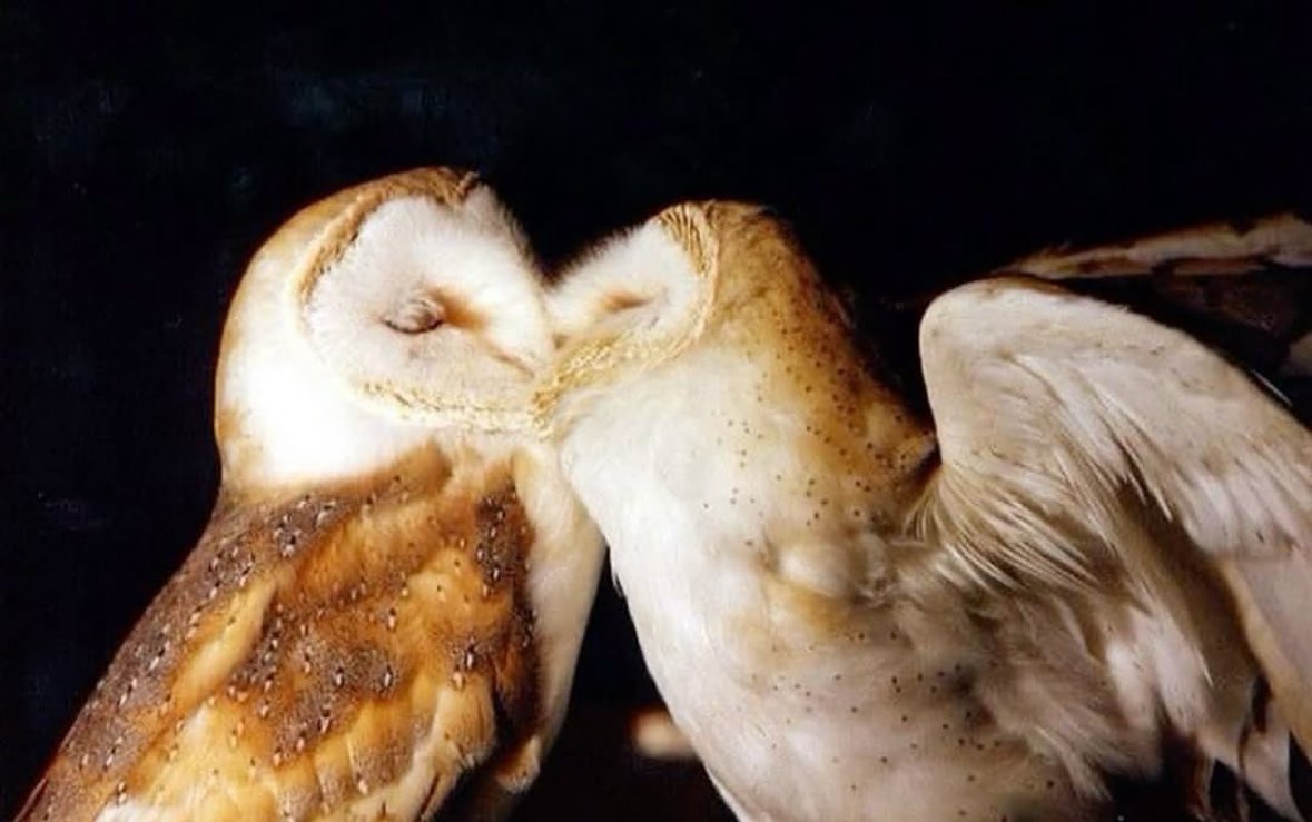 Savos International tweet media