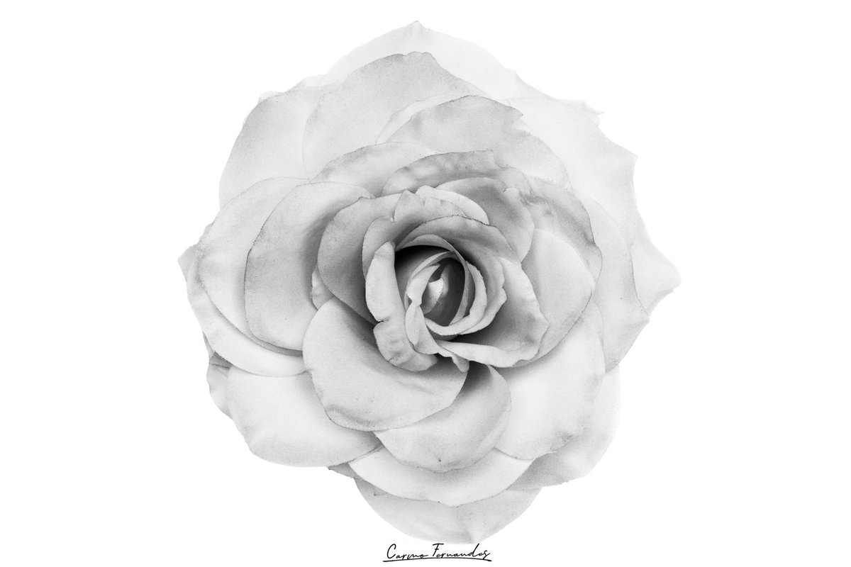 Raider_Warrior's tweet photo. Light is the essence of beauty within.🤍
#TCCHighKey (sorry for the late share🙏)
#TCCphotography #TheCapturedCollective
#Canon #7D
#ThePhotoHour #Rose
#fineartphotography
#photooftheday #ishootwithorms
#PhotographylsArt
#photography https://t.co/ItzzRd6IMu