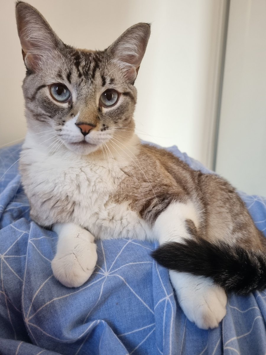 <a href="/PlanetHorseGame/">Planet Horse</a> is looking for a talented trailer/promotional video creator or agency with experience in game trailers for a paid gig.

Any suggestions?

Plus a photo of my cat for engagement purposes 🫣