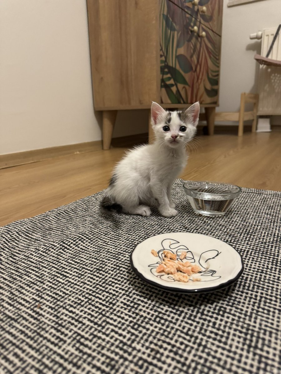 Minik kıza yuvaaaaaa acil paylaşım desteği rica ediyorum dostlar
40 günlük 
Çişini kakasını kuma yapıyor
Kuru mama yiyor
Sağlığı yerinde

Dünya güzelime yuva arıyorum
Soğuklarda caddenin kenarında buldum. 
Sıcacık evi olmasın mı🥰