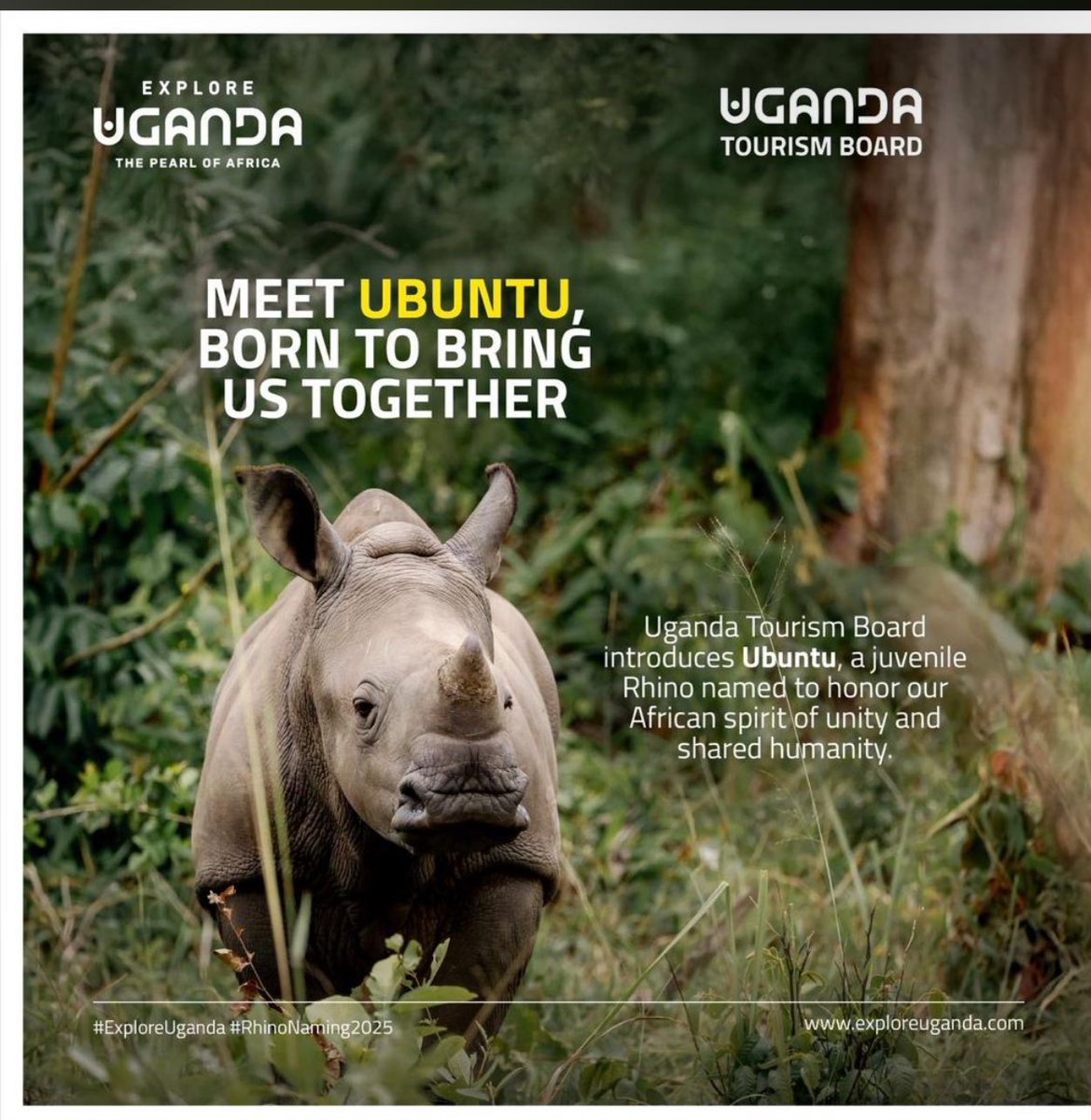 FINALLY day closes with <a href="/TourismBoardUg/">Uganda Tourism Board</a> naming its rhino UBUNTU to represent the Unity and togetherness of the Human race as they come together to conserve the extint creatures of this planet Earth blessed in Uganda as the Pearl Of Africa 

Friend a rhino 🦏 so you name one next