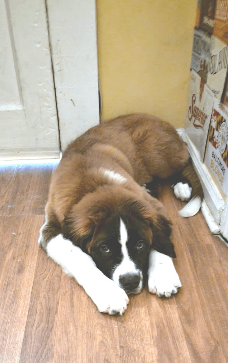 BarkBustersGA's tweet image. Just finished my first training session with Cody from Bark Busters! We tackled being distracted, jumping like a happy little kangaroo, and even those pesky chewing habits. 🐶 Can't wait for more playtime and learning together! 💖 #barkbustersatl #barkbustersga