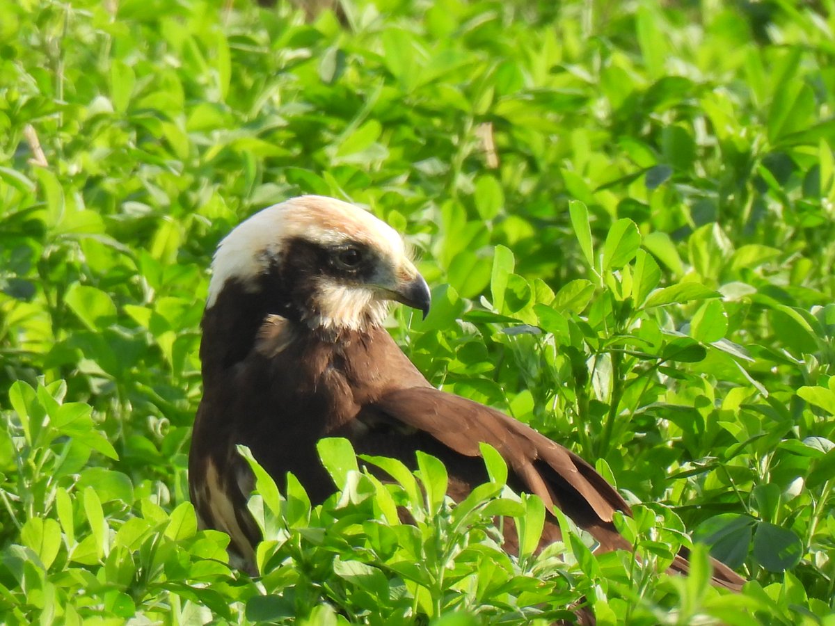 en voor een moment zat de bruine kiekendief kortbij aan de grond