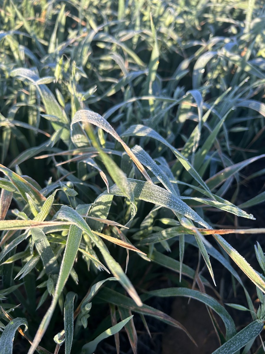There’ll be plenty of discussion on oats frost tolerance at Brill Ag field day today, timely with -1 this morning.