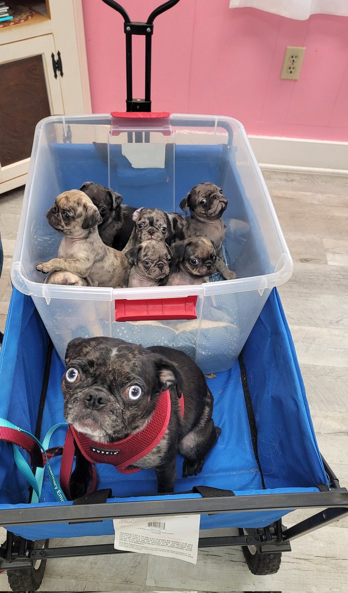 pugpartyplusone's tweet photo. We had a vet appointment today. I need some time to put some videos together but everyone got a clean bill of health and lots of love!
#frug #frugs #pugpartyplusone https://t.co/euOTJHzWNK