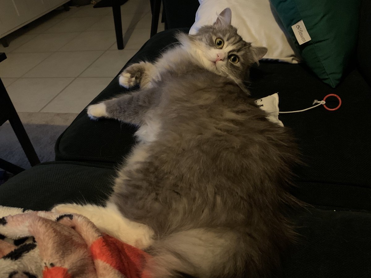 Misty is here😈 

Oksii is still kidnapped as we still didn’t get 35%🥲 €410 to go

send.monobank.ua/jar/2EzCErxKUK
PayPal v.titarenko@student.csn.khai.edu

I will tell you a funny story about my mom and dad, and you promise to donate €5 instead. Deal? 😉

My daddy is very consistent.